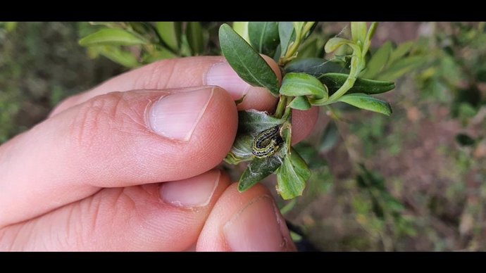 Imagen de la polilla del boj, una especie invasora asiática