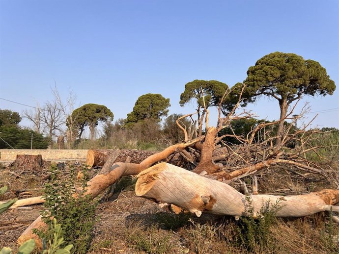 La entidad alerta de que solo quedan 8 en pie de los 26 censados en 2001, uno de ellos agonizando.
