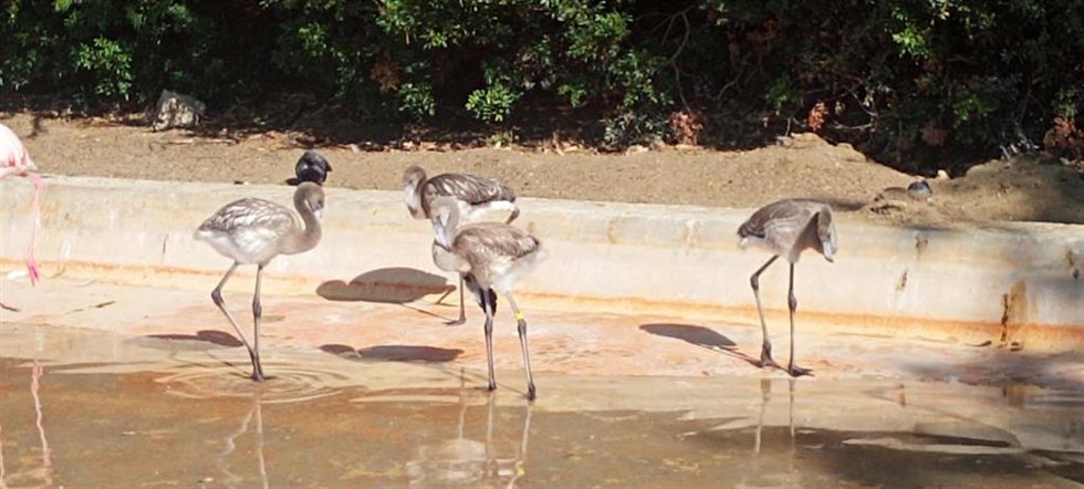 Imagen de ejemplares de flamencos.