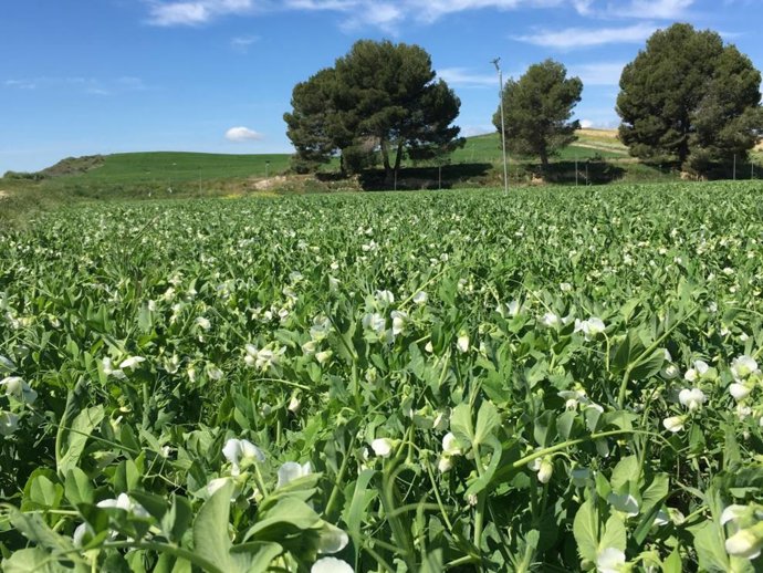 El CITA y participa en 12 Grupos Operativos de la Asociación Europea de Innovación Agroalimentaria