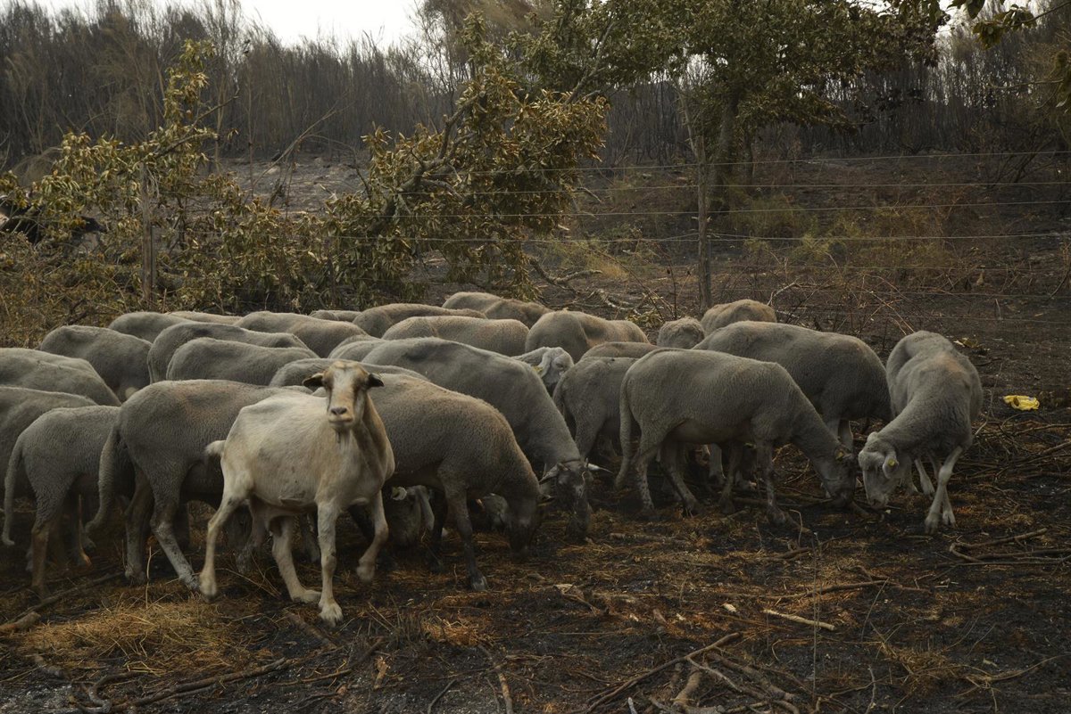 Asociaciones y vecinos se vuelcan con los ganaderos afectados por los incendios en la provincia de Ourense