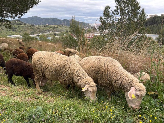 Archivo - El Gobierno riojano difiende la riqueza que aporta la trashumancia