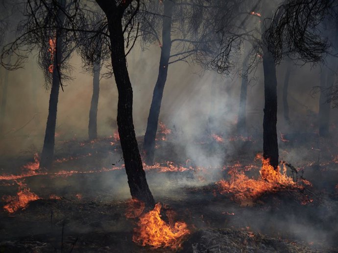 Bomberos continúan los trabajos de extinción para sofocar el incendio, a 10 de agosto de 2025, en Carcastillo, Navarra (España). El incendio iniciado  en la noche del sábado 9 de agosto en un pinar situado junto a la carretera entre Carcastillo y Figarol,