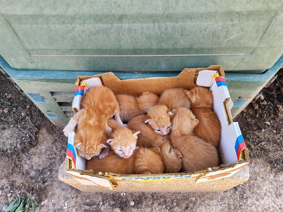 Más de 100 gatos son abandonados en verano en la Comunitat: "Hay que concienciar en esterilización y bienestar animal"