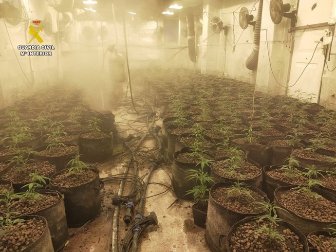 Prisión para tres hombres de una banda criminal dedicada al cultivo y tráfico de marihuana en Onil