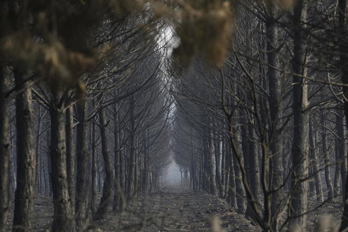 Terra queimada em uma floresta entre Villalís de la Valduerna e Quintana y Congosto, após um incêndio, em 13 de agosto de 2025, em Quintana y Congosto, León, Castilla y León (Espanha). O incêndio florestal que afeta León e Zamora causou a morte de um