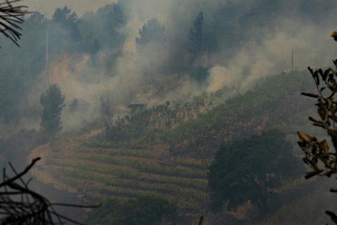 Vista de una viña en la DO Valdeorras, afectada por el fuego, en A Rúa (Ourense)