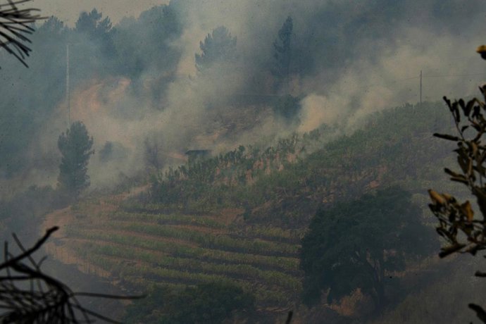 Vista de una viña en la DO Valdeorras, afectada por el fuego, a 16 de agosto de 2025, en A Rúa, Ourense, Galicia (España). Alrededor de 40 municipios se encuentran sin servicio de recogida de basuras por el incendio de Larouco, que afectó a la Ecoplanta d