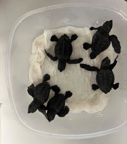 Nacen 32 tortugas marinas en la playa de Nules (Castellón) 