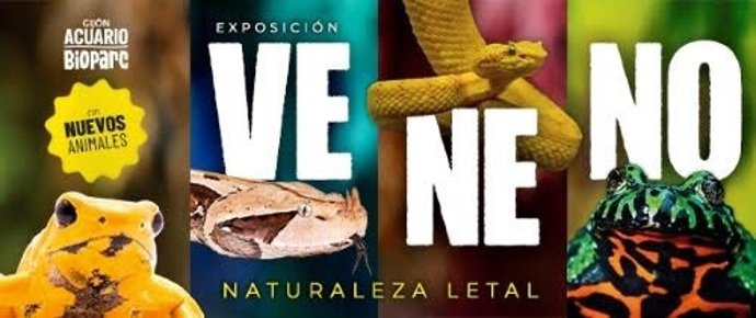 El CRAMA del Bioparc Acuario de Gijón reintroduce en el mar a dos tortugas boba tras su recuperación