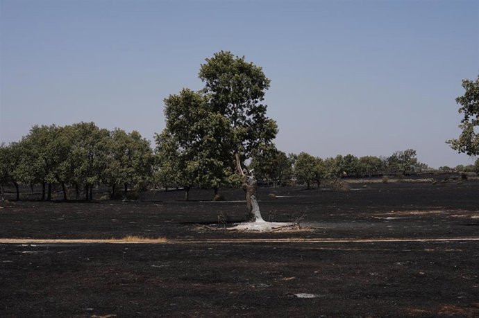 Zona calcinada por el incendio forestal, a 16 de agosto de 2025, en Cerezal de Puertas, La Ramajería, Salamanca, Castilla y León (España). 