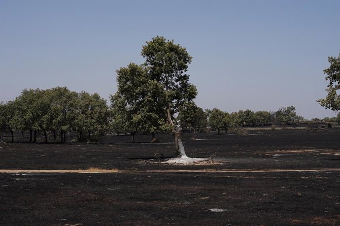 Área queimada pelo incêndio florestal, em 16 de agosto de 2025, em Cerezal de Puertas, La Ramajería, Salamanca, Castilla y León (Espanha). A província de Salamanca está enfrentando dois incêndios declarados como Índice de Gravidade Potencial (PFI) 2, um o
