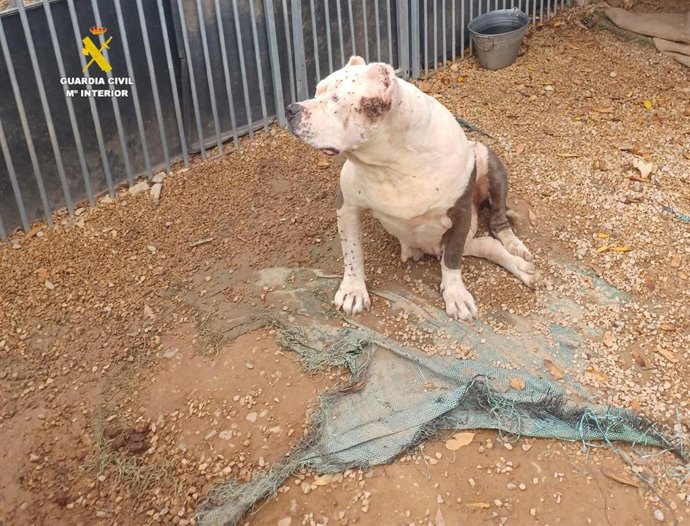 El SEPRONA actúa contra una persona al cuidado de once perros en malas condiciones higiénico-sanitarias en Benicarló