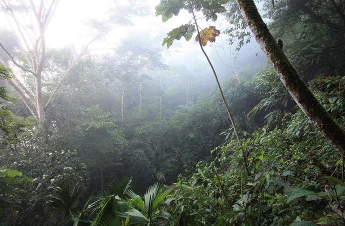 Bosque húmedo amazónico en Ecuador