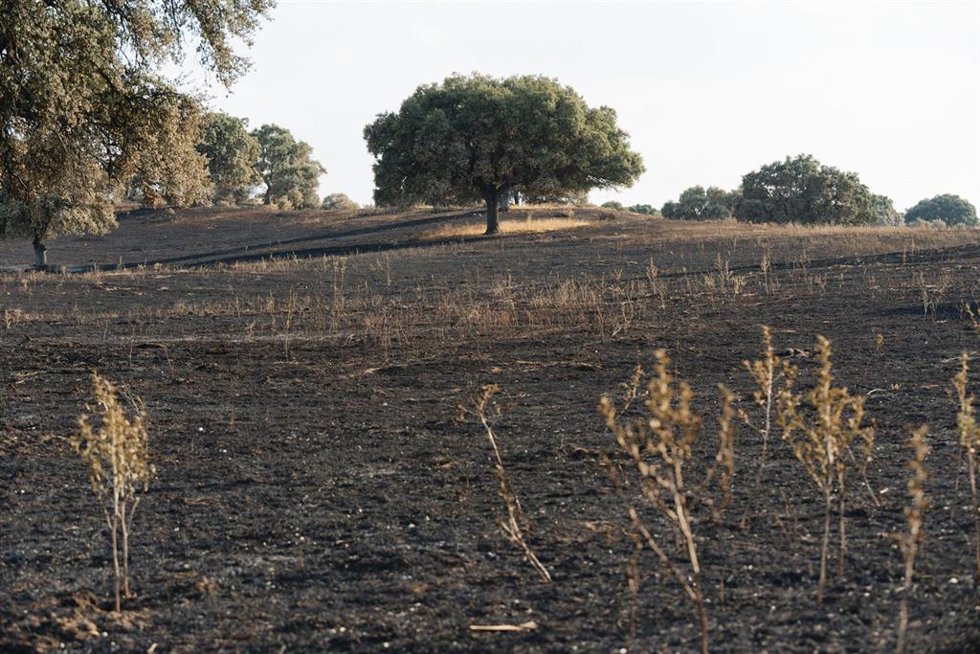 Vista de las zonas más afectadas por el incendio declarado en Tres Cantos