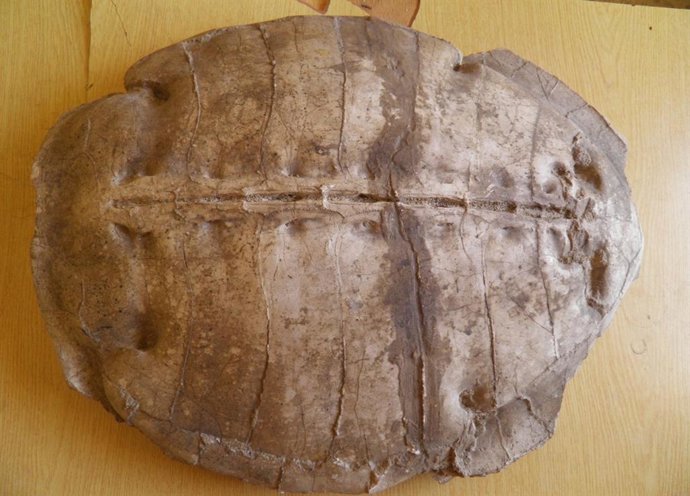 Caparazón de Syriemys lelunensis: El nombre del género combina las palabras griegas Συρία (Suría) y ἐύς (emús), es decir, “Siria” y “tortuga”.