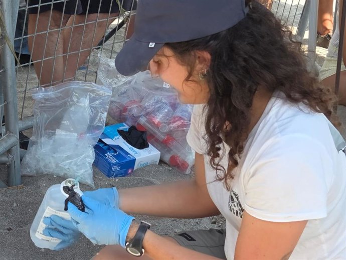 Un ejemplar de tortuga boba nacido en Mojácar (Almería).