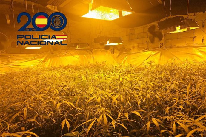 Plantación de marihuana desmantelada en Sanlúcar de Barrameda (Cádiz)