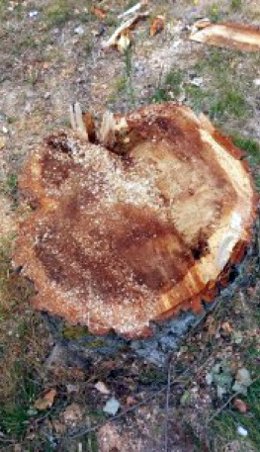 El Ayuntamiento ordena paralizar la tala de 174 árboles en el campus de la Universidad de Navarra al "carecer de los permisos necesarios".