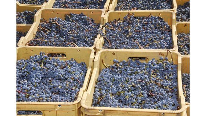 Archivo - El Govern prevé un inicio de la vendimia de 2025 "mejor que el del año pasado"
