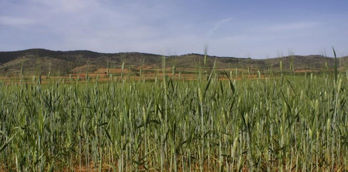 El Departamento de Agricultura publica las bases reguladoras para las ayudas a los seguros agrarios