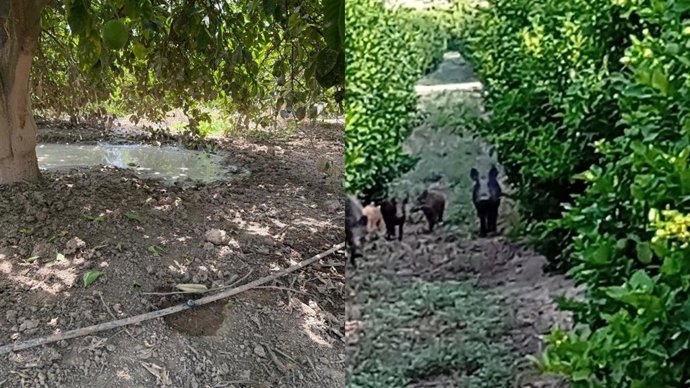 Orihuela (Alicante) autoriza la captura o caza controlada de jabalíes tras daños registrados en zonas agrícolas