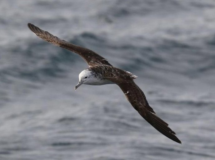 Los investigadores descubrieron que las pardelas rayadas tienen horarios estrictos 'para ir al baño', defecan cada cuatro a diez minutos y casi siempre mientras vuelan, no mientras flotan.