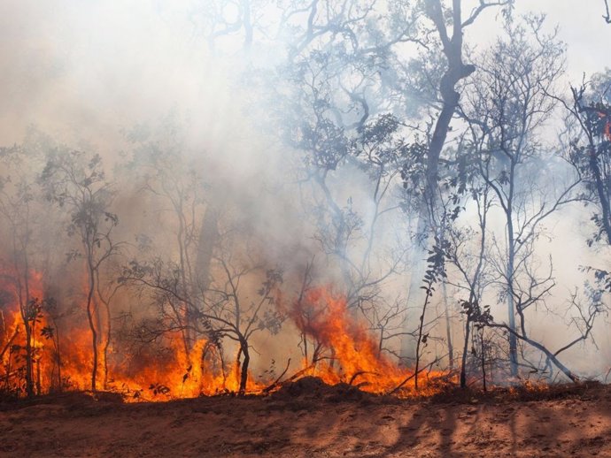Incendio forestal.