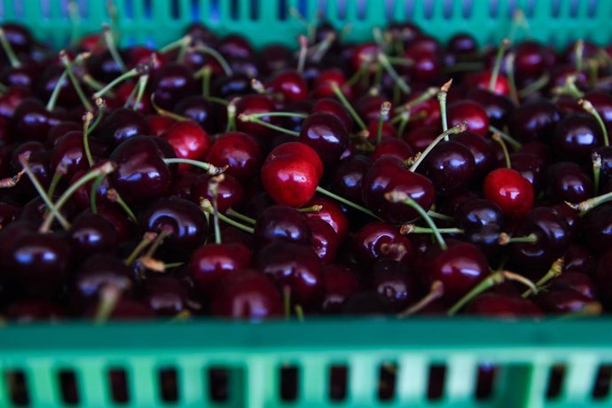Archivo - Cajas llenas de cerezas  