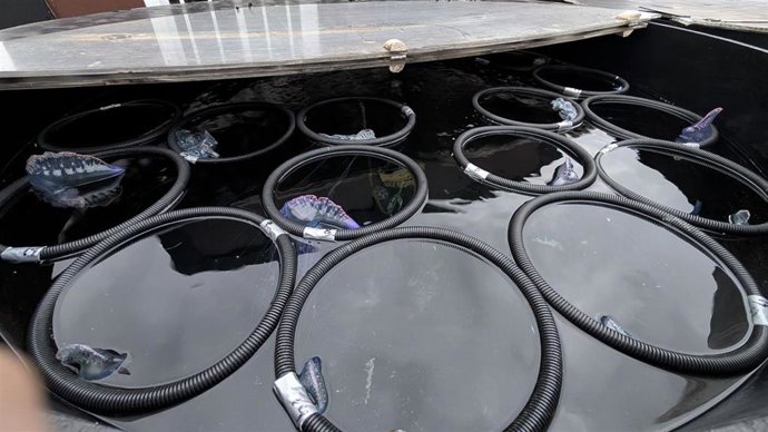 Ejemplares de calabera portuguesa