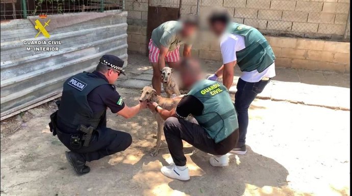 La Guardia Civil de Sevilla ha detenido a dos implicados en el robo y mutilación de dos galgos de competición en Sevilla