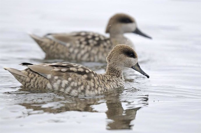 Imagen de una pareja de cerceta pardilla, la especie de pato más amenaza de Europa.