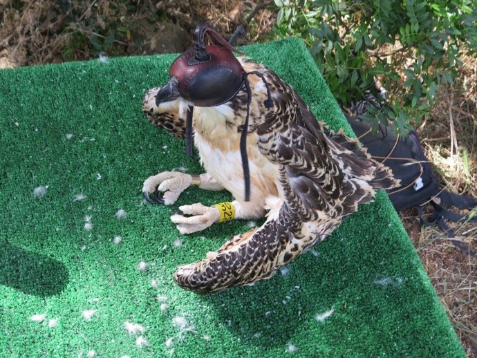 Ejemplar de aguila pescadora, una especie recuperada en Cádiz