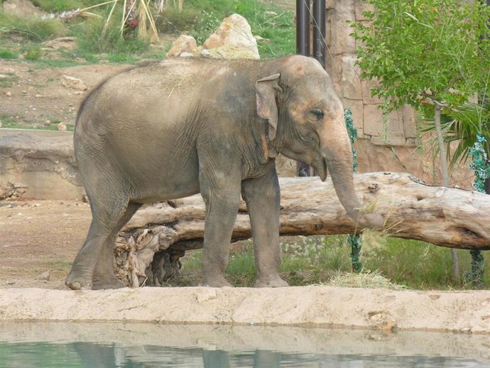 Imagen de la elefanta Petita