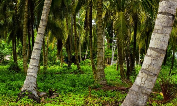 Floresta tropical