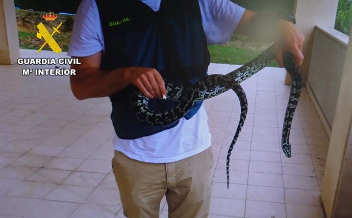 Pitón que tenía un hombre en su vivienda de Santander sin autorización y que se escapó del domicilio por una ventana
