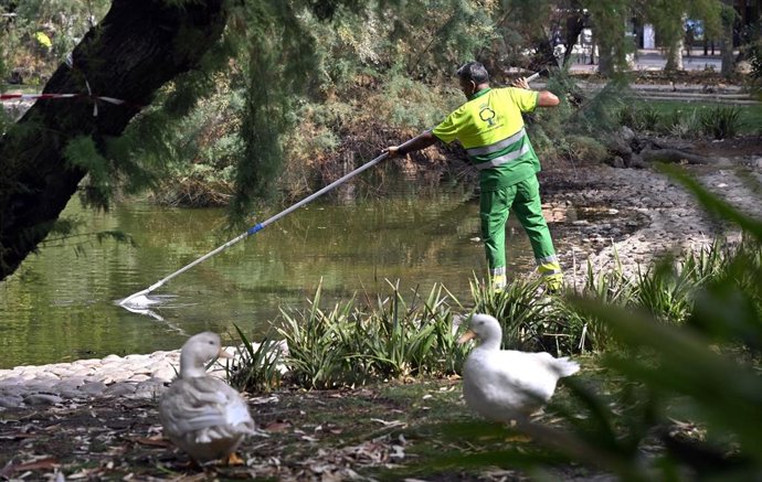 Un operario realiza labores de limpieza en un lago de Murcia