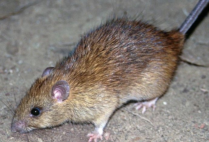 Archivo - Una rata negra (Rattus rattus) también se la conoce como rata de casa, de techo o de barco. 