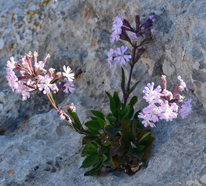 Imagen de una planta de Silene de Ifac