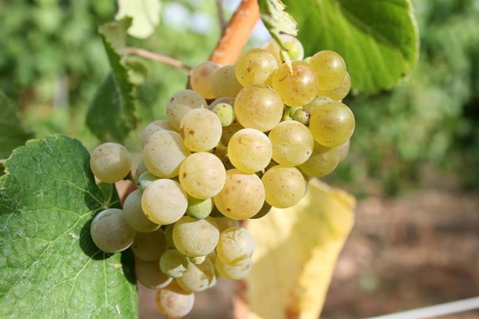 Arranca la vendimia en Maetierra (Calahorra) con la Moscatel de Grano Menudo