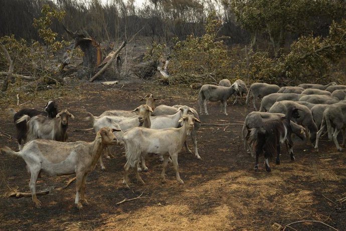 Ovejas supervivientes del fuego en A Caridade (Orense).