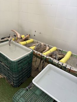 El Centro de Conservación Zoo de Córdoba acoge 15 pollos de flamenco común de la Reserva Natural Laguna de Fuente de Piedra (Málaga) para su recuperación tras el proceso de anillamiento.