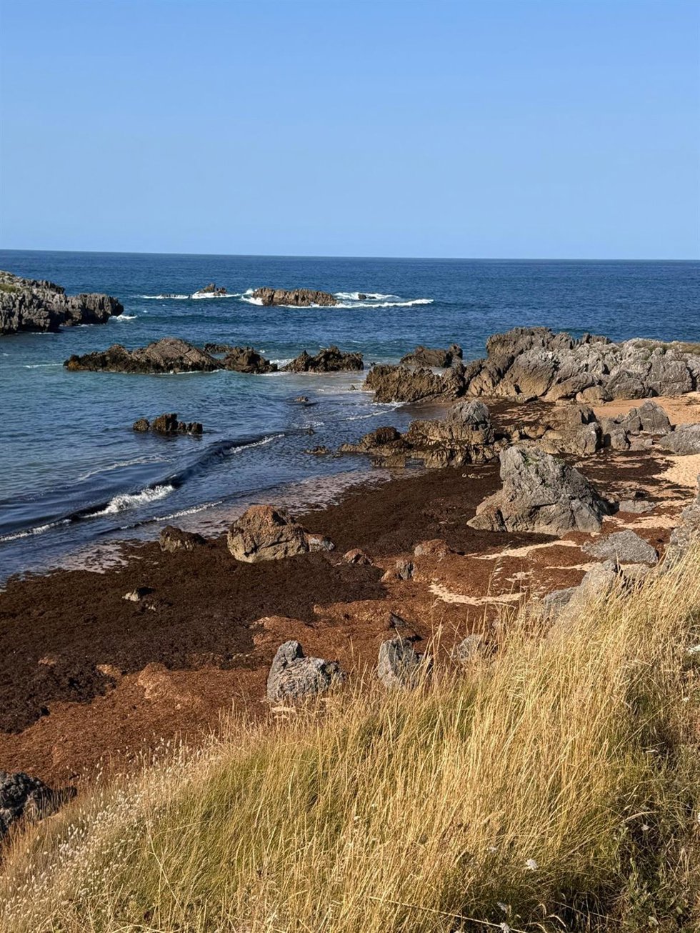 Algas asiáticas en las playas de Noja