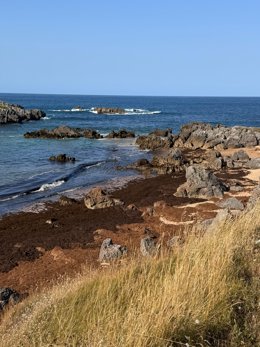 Algas asiáticas nas praias de Noja