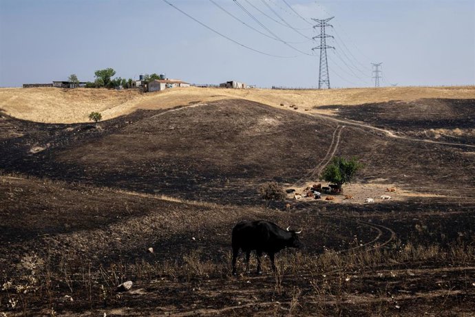 Varias vacas rodean el árbol 'milagro', a 17 de agosto de 2025, en Soto de Viñuelas, Tres Cantos, Madrid (España).