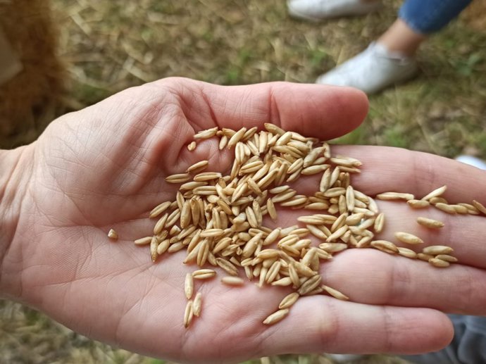 Archivo - Imagen de recurso de granos de avena.