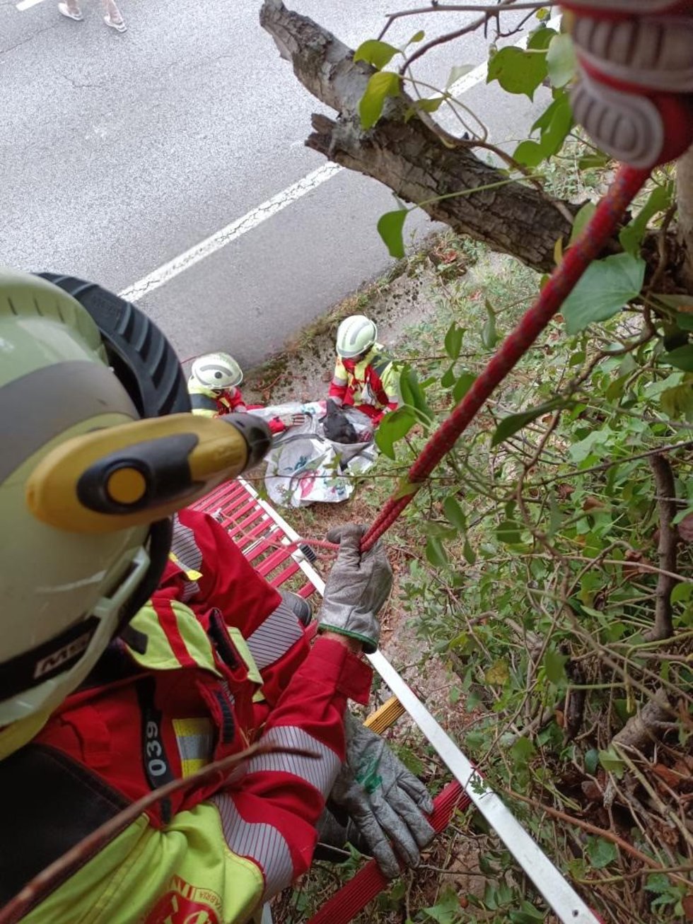Bomberos rescatan un perro atrapado entre zarzas junto a una carretera en Laredo