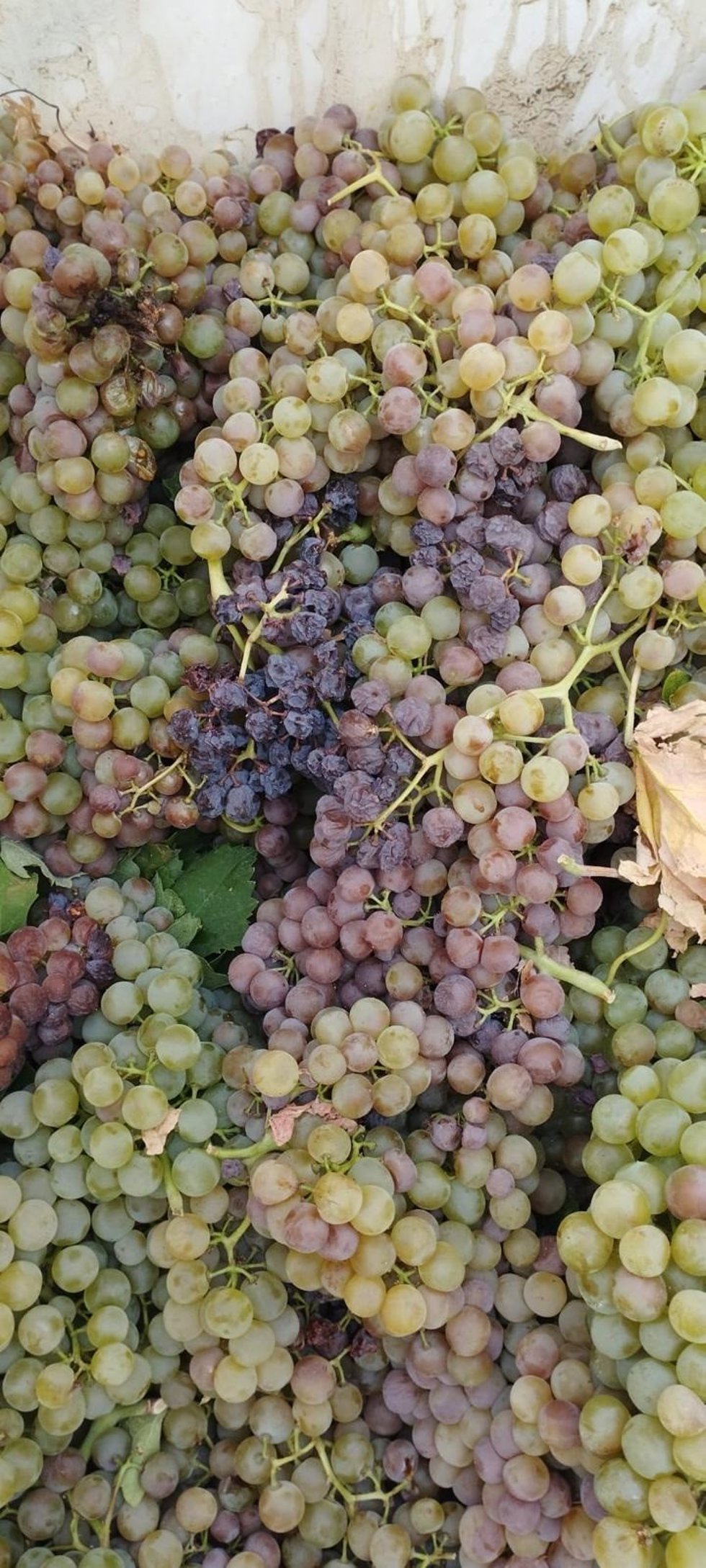 Estado de la uva en una viña del Marco de Jerez tras la ola de calor