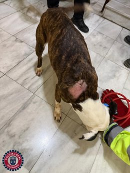 Rescatado un perro en un domicilio de Valdemoro sin comida y agua y rodeado de orín y heces