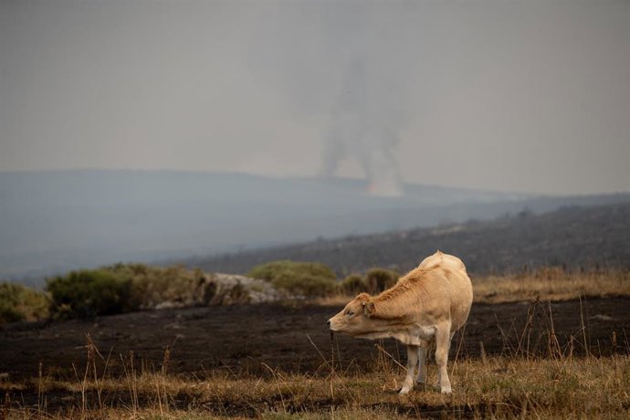 Vista de un fuego, a 19 de agosto de 2025, en Sanabria, Zamora, Castilla y León (España). El incendio forestal declarado en el municipio zamorano de Porto
